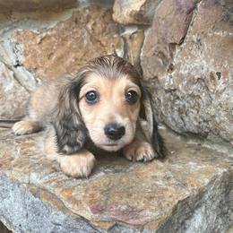 Scout - Cream male Dachshund puppy in Warrior, Alabama from Bountiful Dachshunds