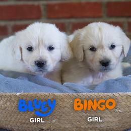 Golden Retriever Puppies from Mae Valley Goldens