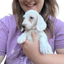 Peaches - red dapple piebald shorthair - Piebald female Dachshund puppy in East Dover, Vermont from Audet’s Mini Dachshunds