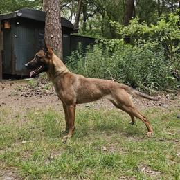 Tosca - Belgian Malinois