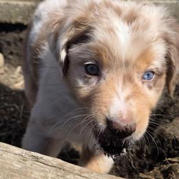 Barcardi boy 2 one brown eye one blue eye - Red merle male Australian Shepherd puppy in Solon, Maine from Mountain Range Australian Shepherds