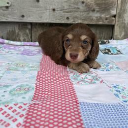 Hazel - Chocolate and cream female Dachshund puppy in Squires, Missouri from Hudson’s Hounds