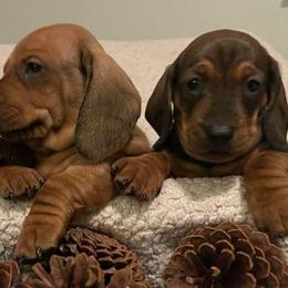 Chihuahuas and Dachshunds from Passport