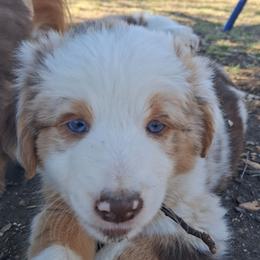 Murphy - Red merle male Miniature Australian Shepherd puppy in Copperas Cove, Texas from Aussies Acre