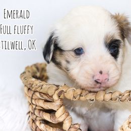 Emerald - American Corgi puppy in Stilwell, Oklahoma from Barton Farms Corgis