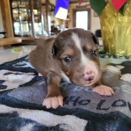 Hazel - Sable merle female Border Collie puppy in Morgan, Texas from Shooting Star Ranch