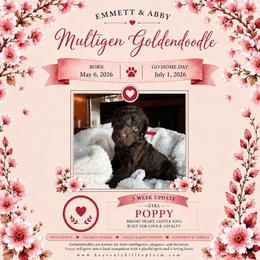 10. POPPY - RED COLLAR GIRL - Chocolate female Goldendoodle puppy in Charlo, Montana from Heavenly Hilltop Farm
