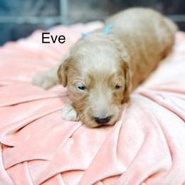 Eve - Apricot female Goldendoodle puppy in Pasco, Washington from Camp Doodle Woods