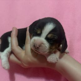 Jersey - Black tan and white female Beagle puppy in Gentry, Arkansas from HC Puppy Ranch