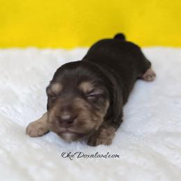 Marcus - Chocolate and cream male Dachshund puppy in Oklahoma City, Oklahoma from OkieDoxieland Dachshunds