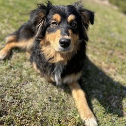 Murphy - Australian Shepherd