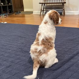 Goldendoodle Puppies from Cali Doodles