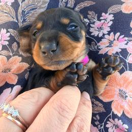 Joy - Black and tan female Dachshund puppy in Loris, South Carolina from Dogwood Mountain Dachshunds