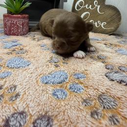 Chuck Norris Poncho Feds - Chocolate brindled fawn male Chihuahua puppy in Greenup, Kentucky from KB Chihuahuas