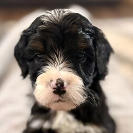 Blue collar boy - Tri-color male Bernedoodle puppy in Lake, Michigan from 3 King Doodles & Poodles
