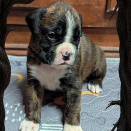 Wonka - Brindle male Boxer puppy in Mountain Home, Idaho from LJK Boxers & Toy Aussies