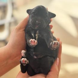 Purple girl - Black and white female Companion Cross puppy in Calimesa, California from Teakwoodpoodleofsocal