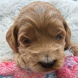 Belle - Apricot female Goldendoodle puppy in Hayden, Alabama from Agape Southern Farms