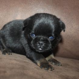 Boy 1 - Black and tan male Brussels Griffon puppy in Huntsville, Alabama from Tammy's Brussels