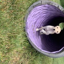 Silken Windhound Puppies from Regalant Silken Windhounds