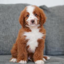 Red - Red male Bernedoodle puppy in Dundee, Ohio from Down Home Doodle