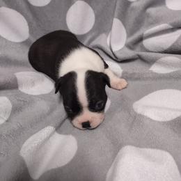 Boston Terrier Puppies from Lehi Valley Boston Terriers
