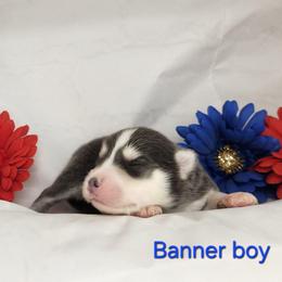 Banner boy - Blue male Pomsky puppy in Isanti, Minnesota from Magnum Pomskies