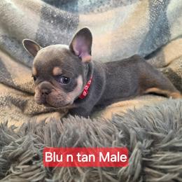 Boy 2 - Blue male French Bulldog puppy in Grand Junction, Colorado from Elisabeth's Frenchies