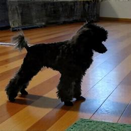 Poodle puppies from Faithful Hearts Kennel