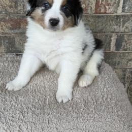 Australian Shepherd Puppies from Kamm's Aussies