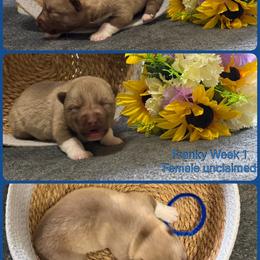 Franky - Red and white female Siberian Husky puppy in Canton, Ohio from Bleu Skies Siberian Huskies
