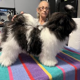 "Available - 8 months old - male" Havanese Puppies from Coraz’on Havanese