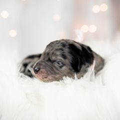 Bordoodle Puppies from 2J 2K Bordoodles