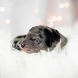 Bordoodle Puppies from 2J 2K Bordoodles