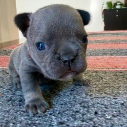 Jerome orange collar - Blue male French Bulldog puppy in Cordes Lakes, Arizona from Puppy Love AZ