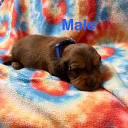 Male 1 - Chocolate and tan male Dachshund puppy in Winton, North Carolina from Parker’s all American Doxies