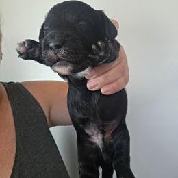 Oreo - Black male Dachshund puppy in El Paso, Texas from Mells Weenies