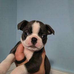 Cupcake - Blue female Boston Terrier puppy in Columbus, Ohio from Bryn's AKC Bostons