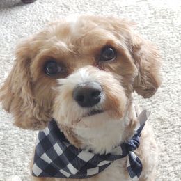 Coco - Cavapoo