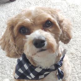 Coco - Cavapoo