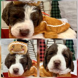 Alpine - Chocolate male Goldendoodle puppy in Tennessee from Middle Tennessee Golden Doodles