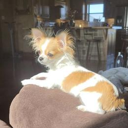 Chihuahua Puppies from Strawberry River Kennel