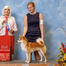 Shiba Inu from Sapphire Shiba Inu