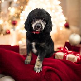 Ruby - Black & white female Toy Australian Shepherd puppy in La Grande, Oregon from Larsen's Toy Aussies