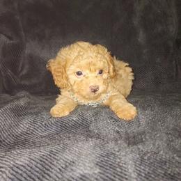 Lucky - Apricot female Maltipoo puppy in Palmdale, California from J Designer Puppies