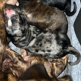 Blue collar - Dapple male Dachshund puppy in Saint Albans, Maine from Australian Cattle Cuties and littles