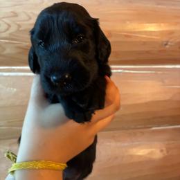 Eleanor - Black female Flat-Coated Retriever puppy in Park Rapids, Minnesota from Catori