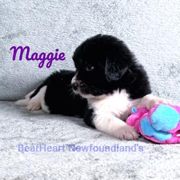 Maggie - White and black female Newfoundland puppy in Cortez, Colorado from Bear Heart Newfoundlands, LLC