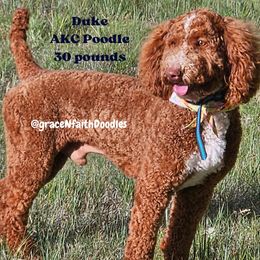 Goldendoodle puppies from Grace N Faith Doodles