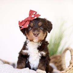 Bloom - female Australian Mountain Doodle puppy in Spanish Fork, Utah from Little Puppy Co.